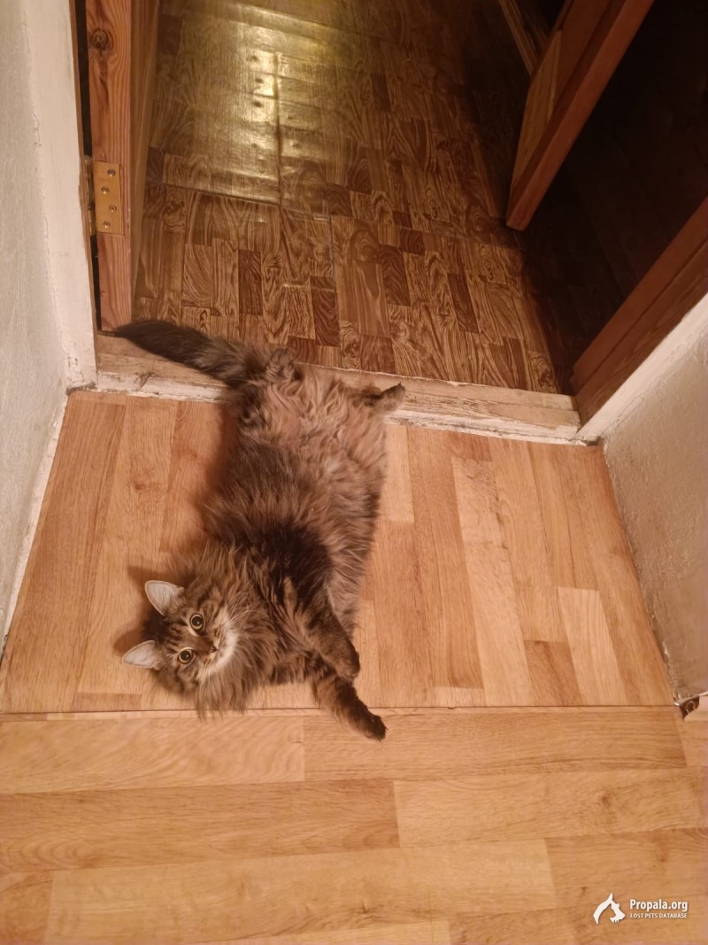 Пропала любимая кошечка