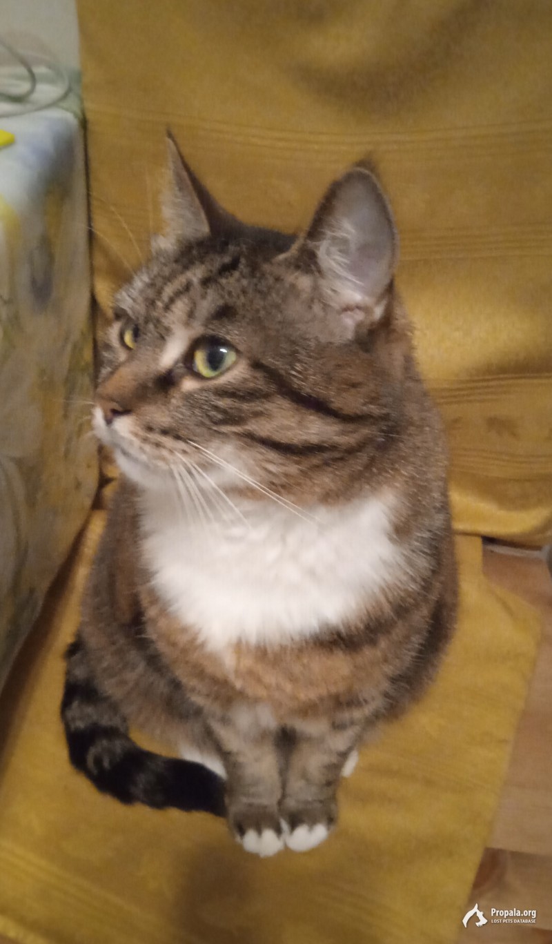 Пропала кошка