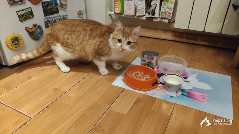 Убежала кошка