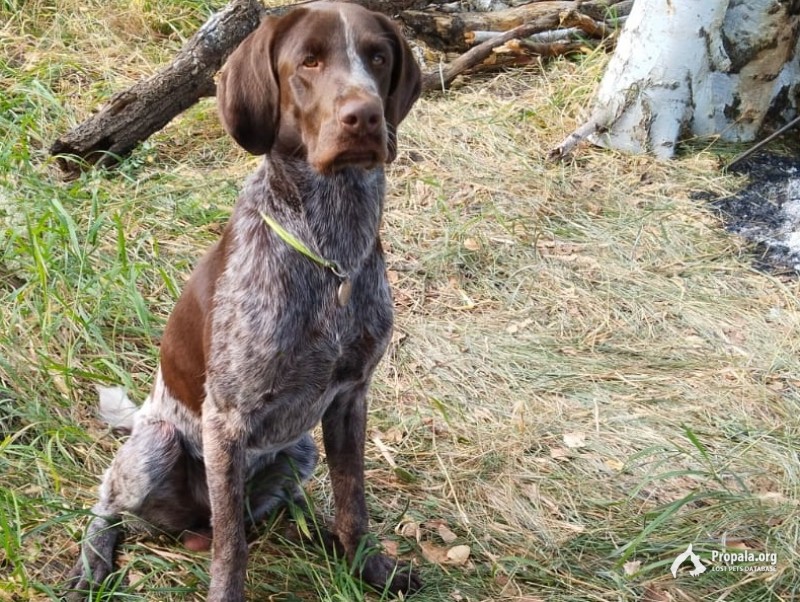 Пропал кобель Дратхаара в Липецкой области