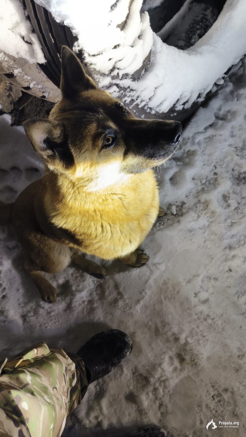 Пропала собака