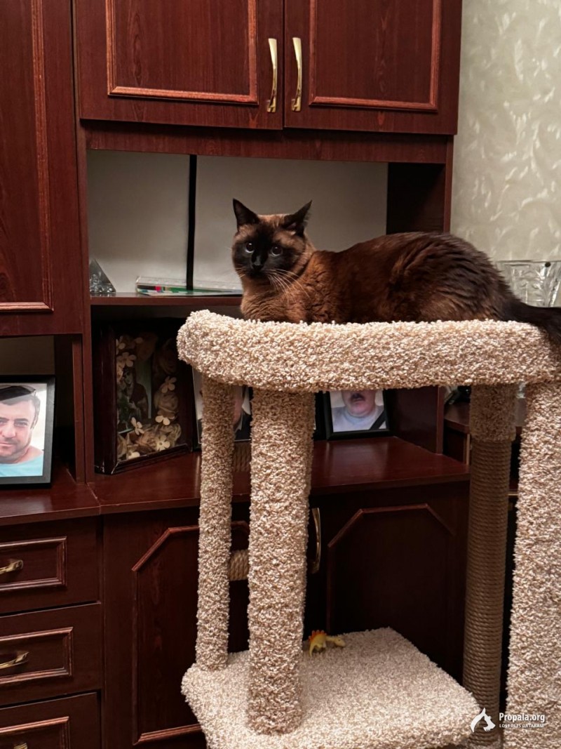 пропал тайский кот