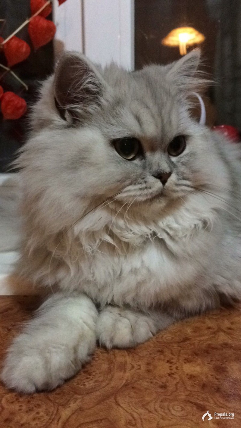 Пропала кошка - друг ребёнка