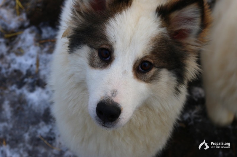 Пропала собака лайка