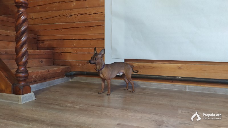 Найдена собака