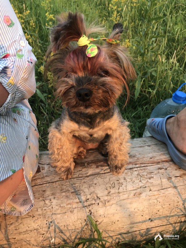 Пропала собака 23.06.19 в 20.50 в Рязани, кличка Боня