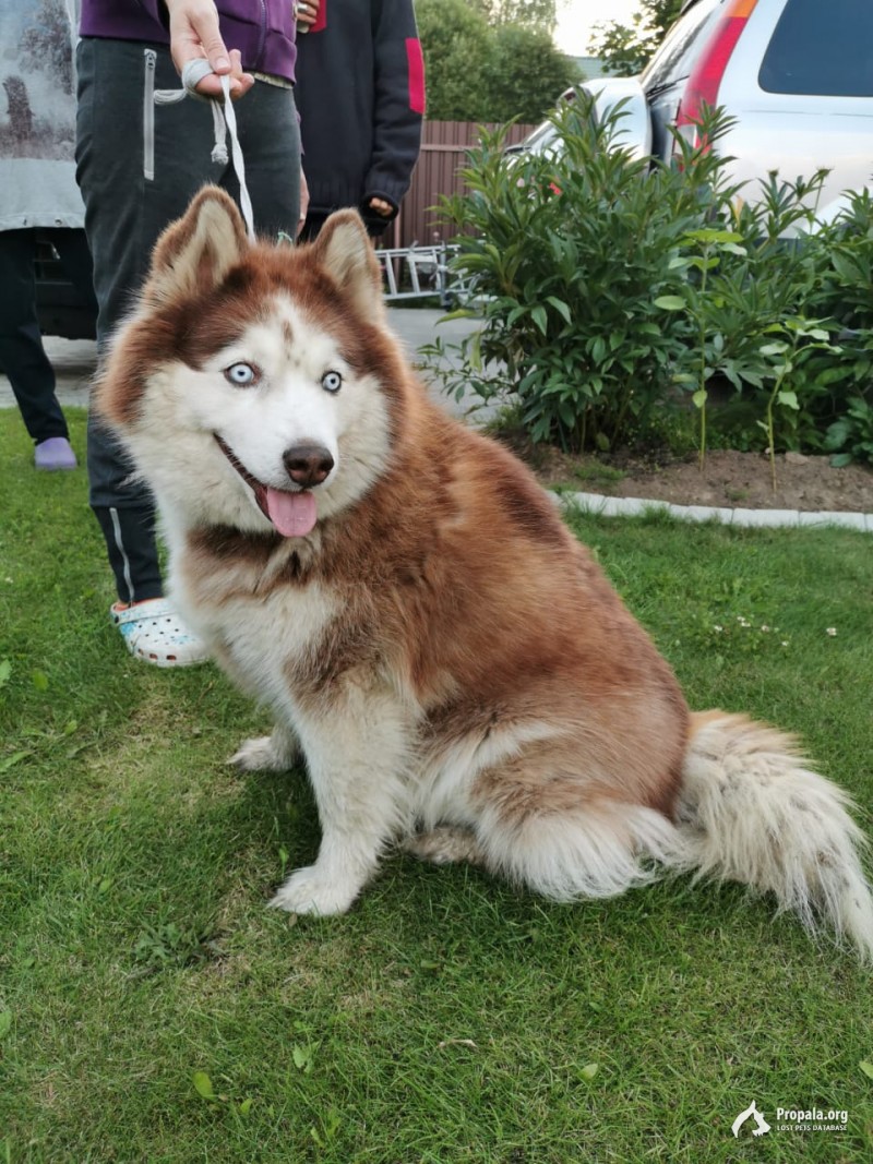 Жостово найдена хаски девочка