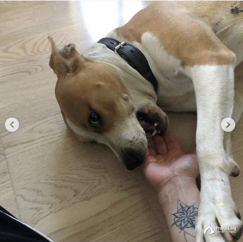 Найдена собака! Руставели! Москва!