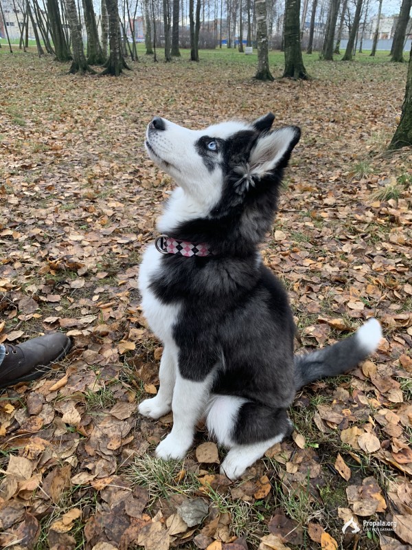 Пропал щенок хаски