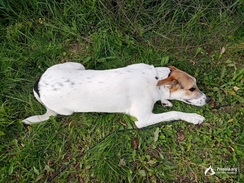 Найдена собака