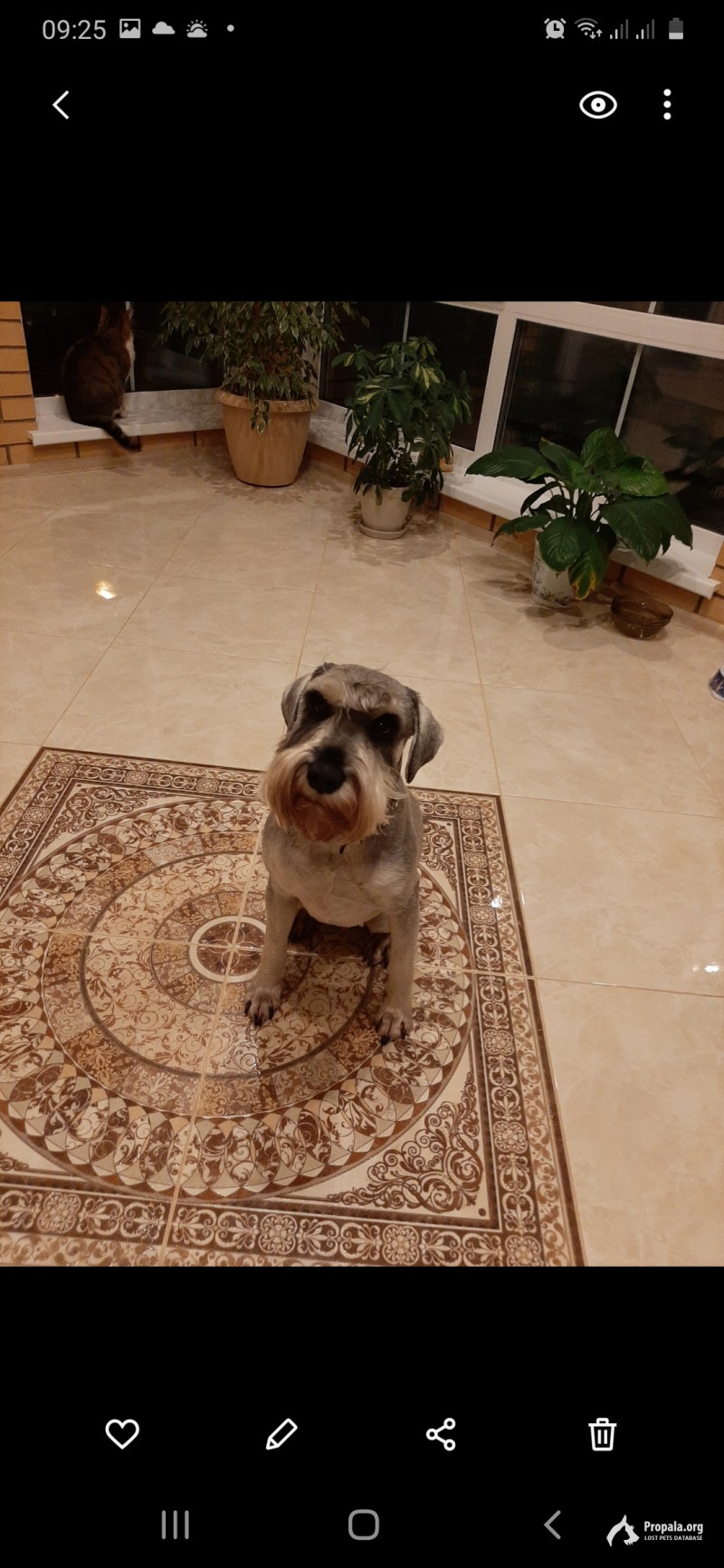 Пропала собака