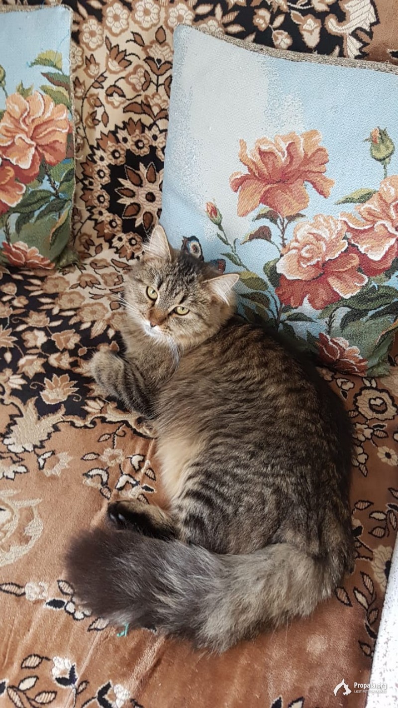 Пропал сибирский кот