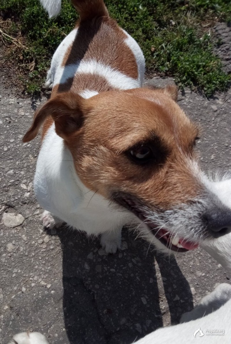 Чей джек-рассел-терьер?