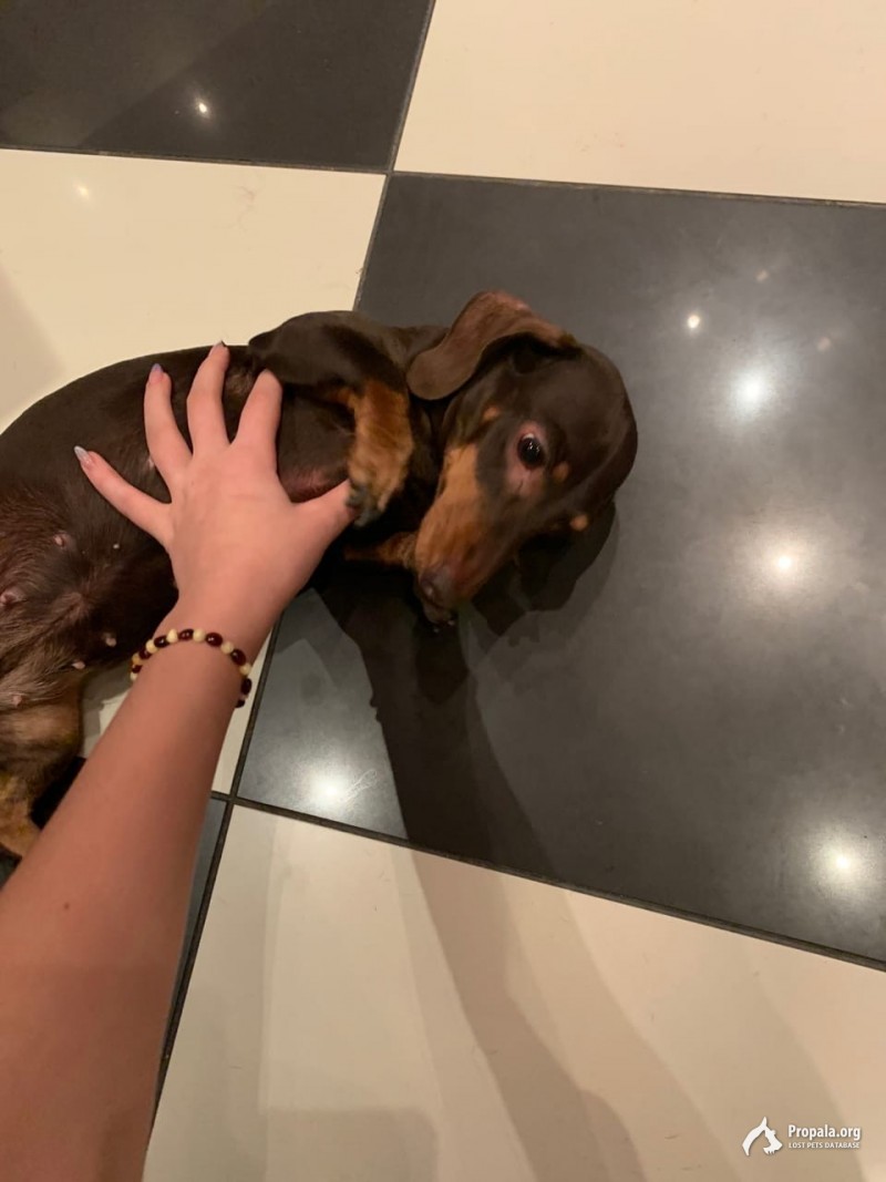 Пропала Мини Такса по кличке Айда