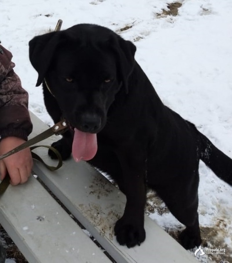 Пропал лабрадор черная Лиза в Артеме!!!