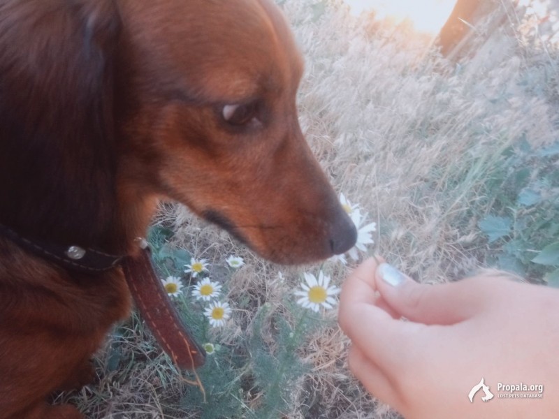 Пропала собака!!!