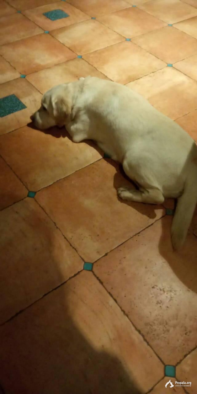 Найден лабрадор