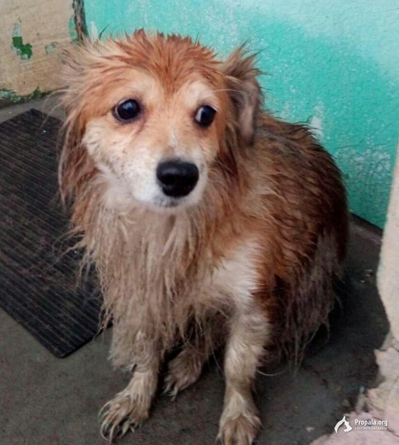 Пропала собачка в Красноармейском районе Волгограда