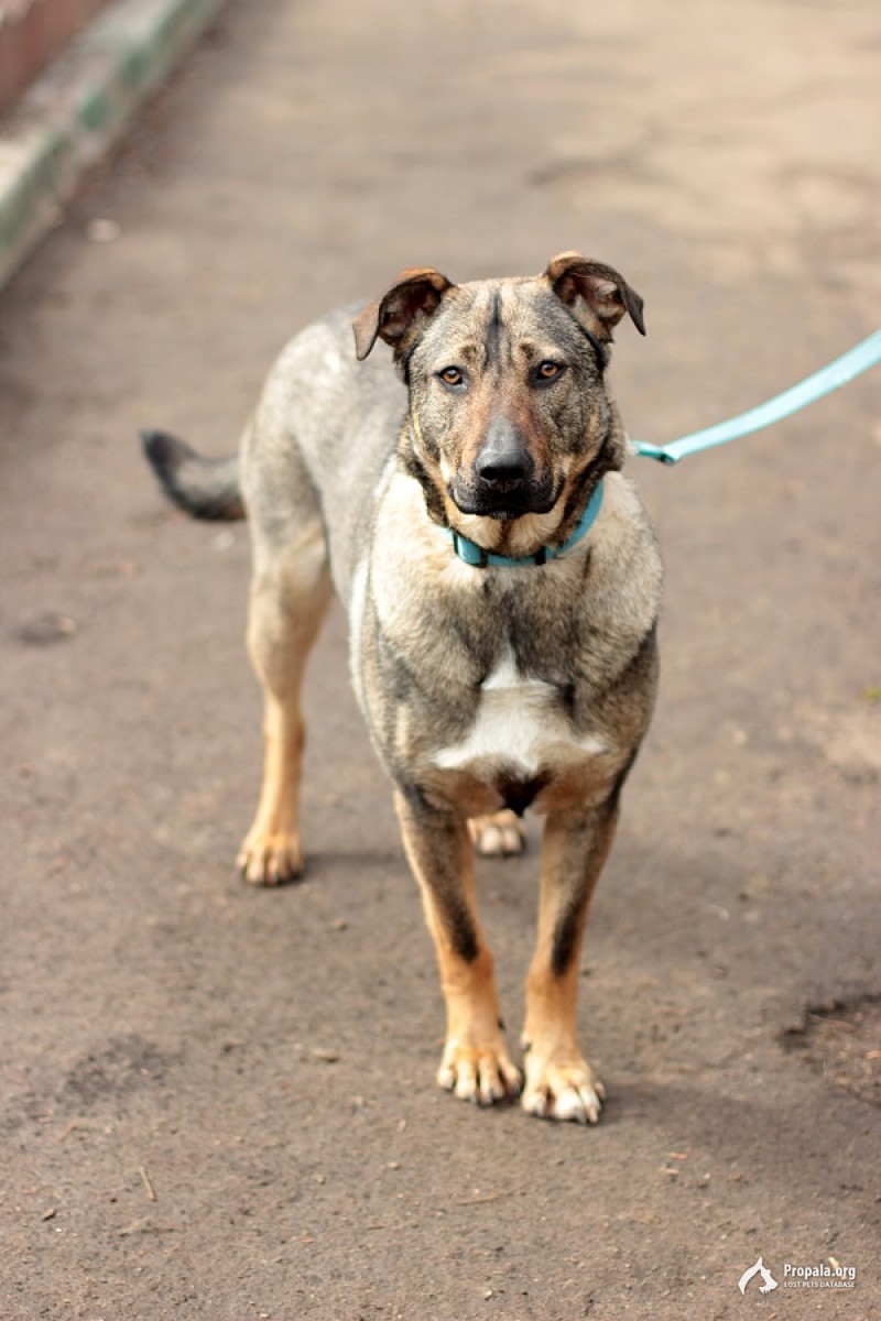 Ищете верного компаньона? Значит вам нужна Верона!