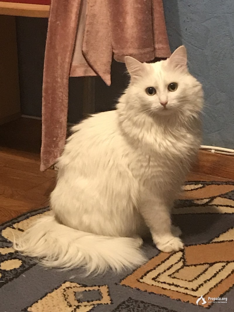 12 августа пропала кошка
