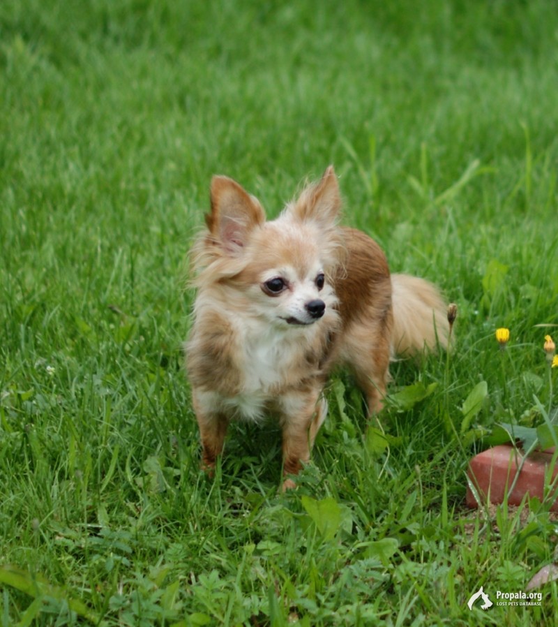 Пропала чихуахуа