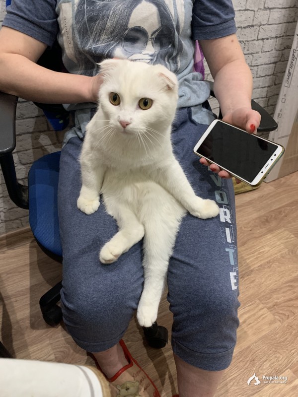 Пропала Белая вислоухая кошка
