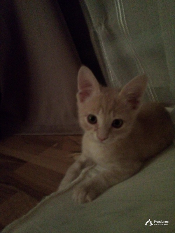 Пропал 4-х месячный котенок