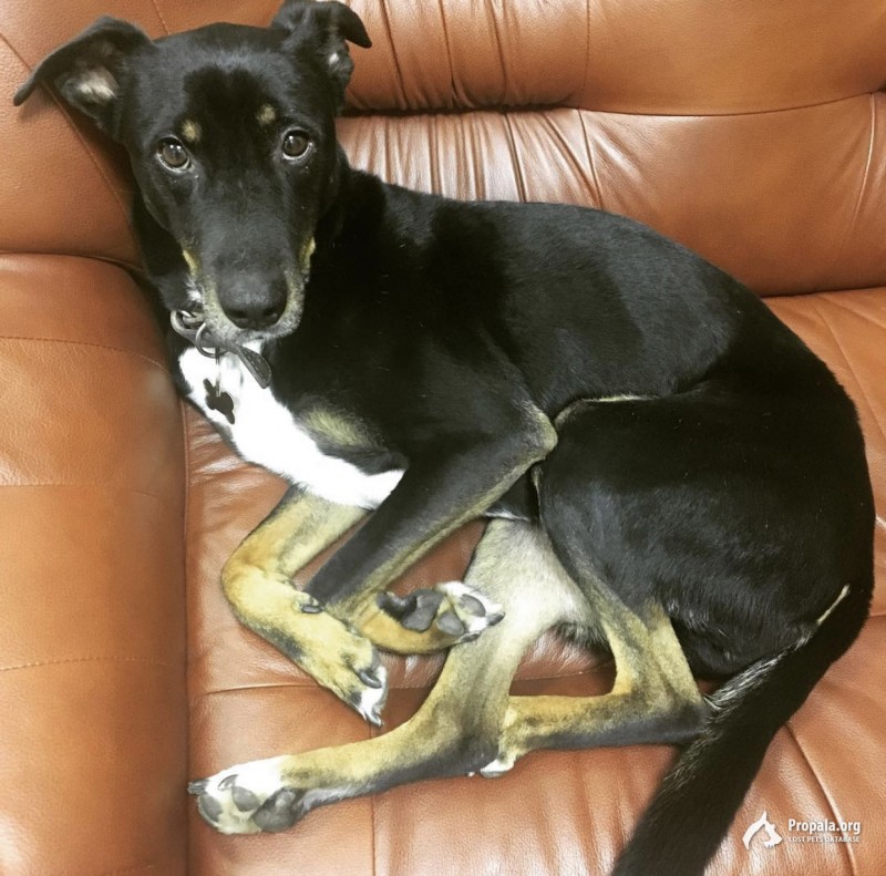 Пропал дени