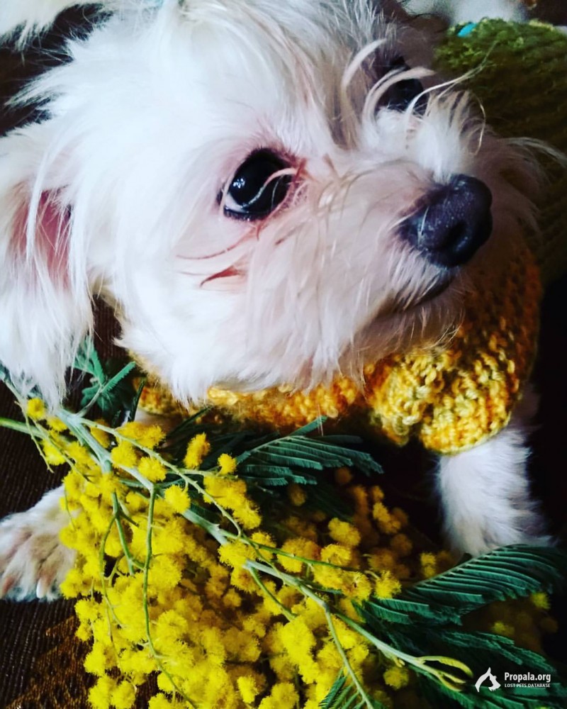 10января Мытищи, пропала маленькая белая собачка