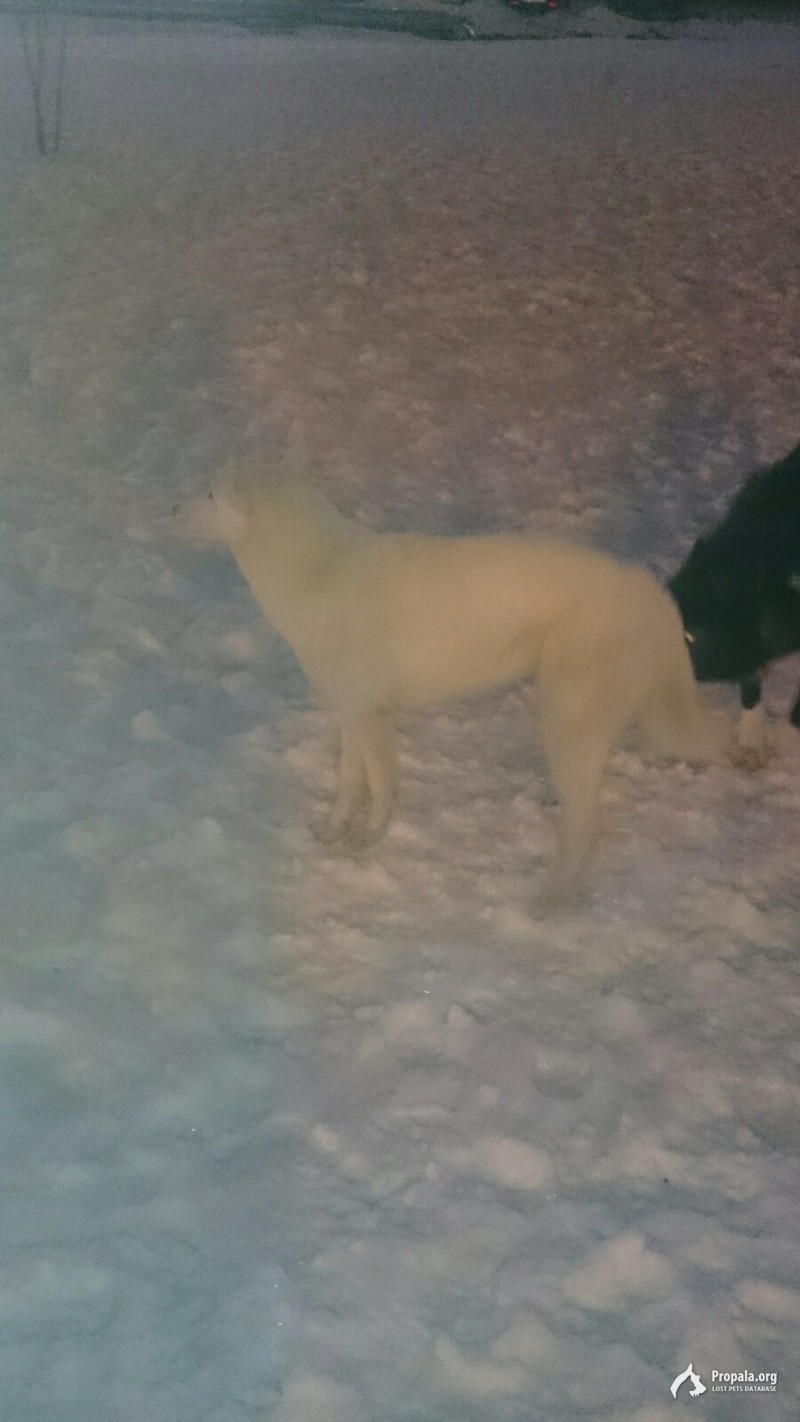 Найдена белая собака