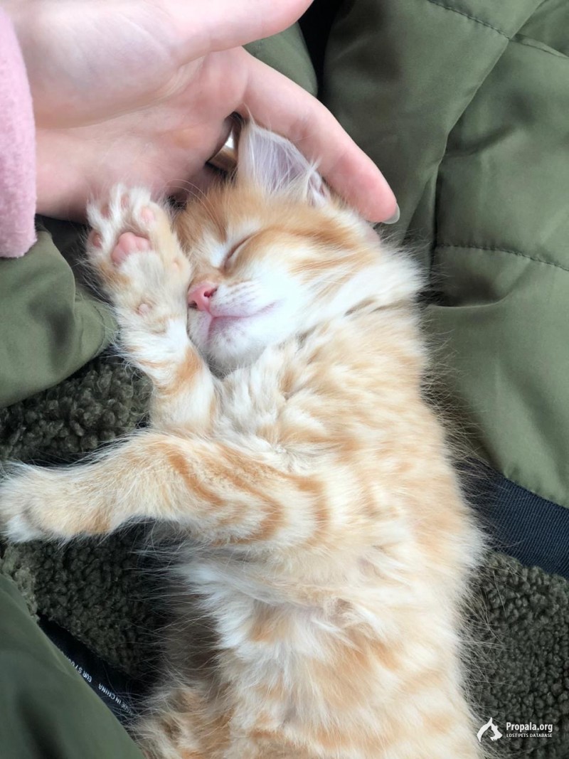 Пропал котёнок - девочка, в Гольяново.