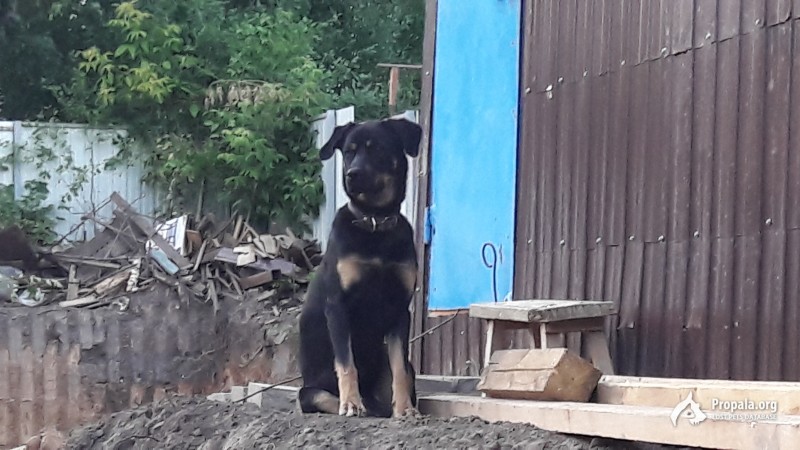 Найдена собака, кобелек.