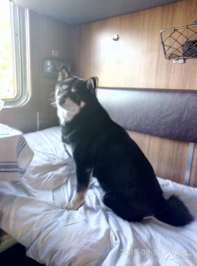 пропала собака