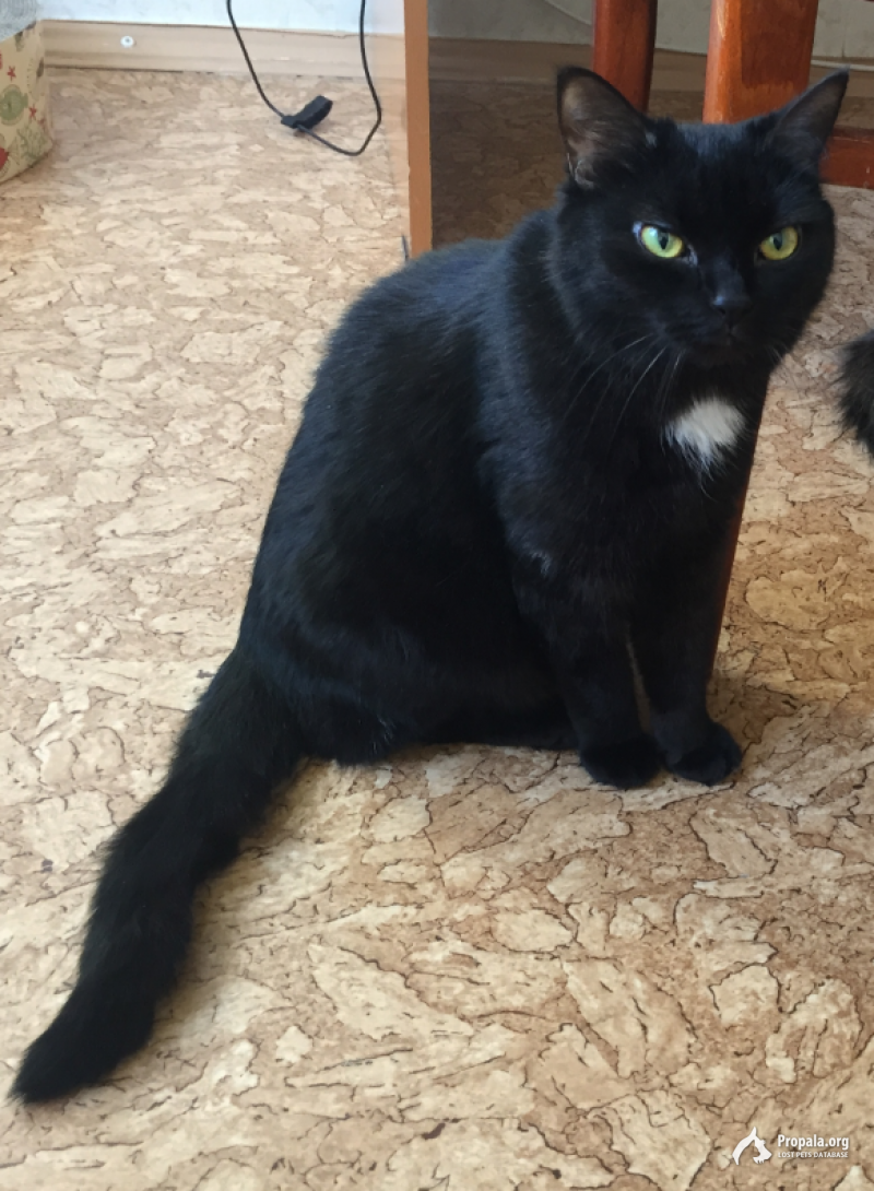 Пропала черная кошка с белым пятнышком на груди
