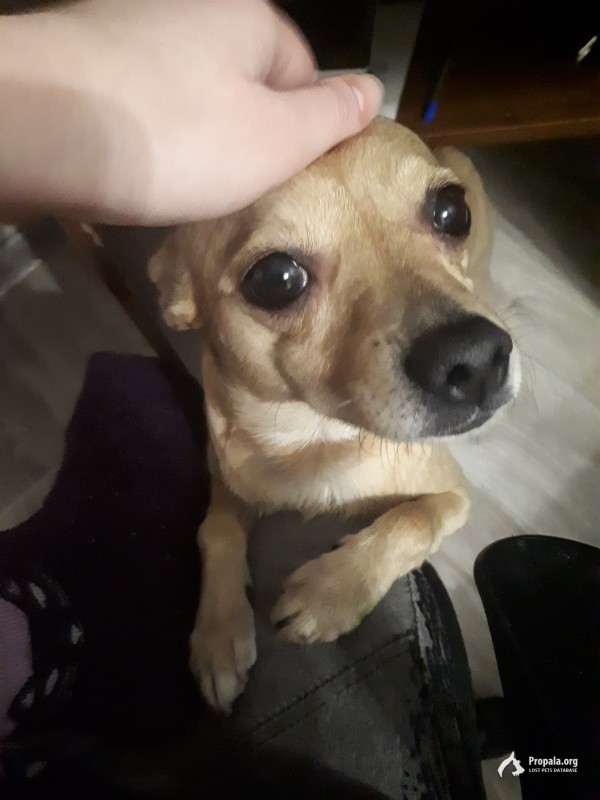 Пропала собака