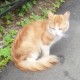 Кот ищет своих хозяев в Невском районе СПб