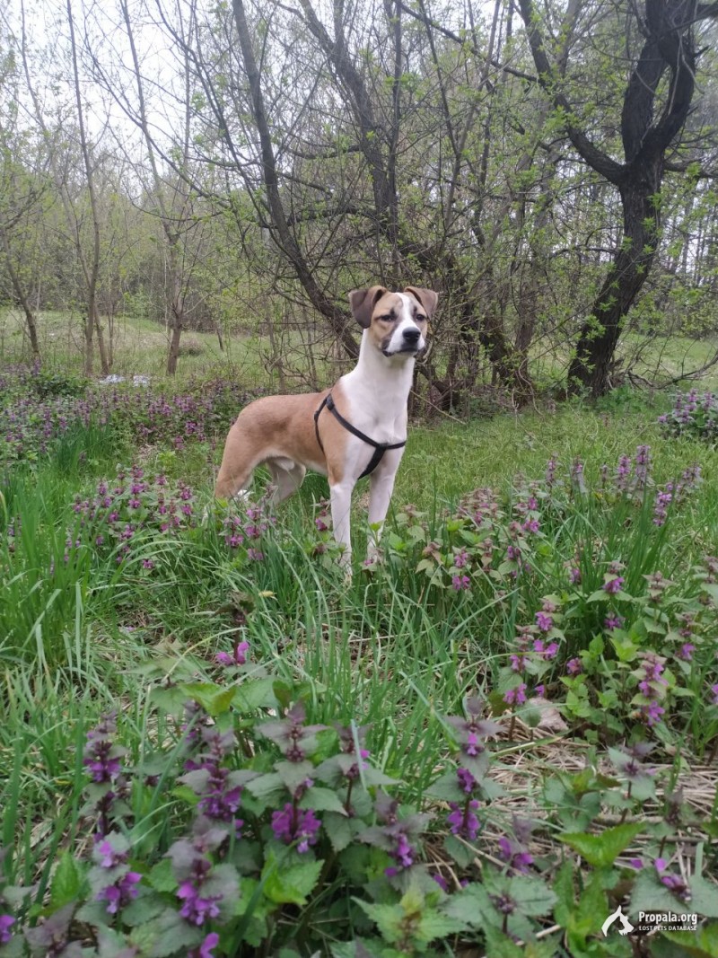 ПОТЕРЯЛАСЬ СОБАКА