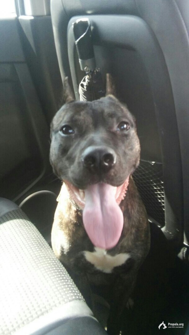 Пропала собака