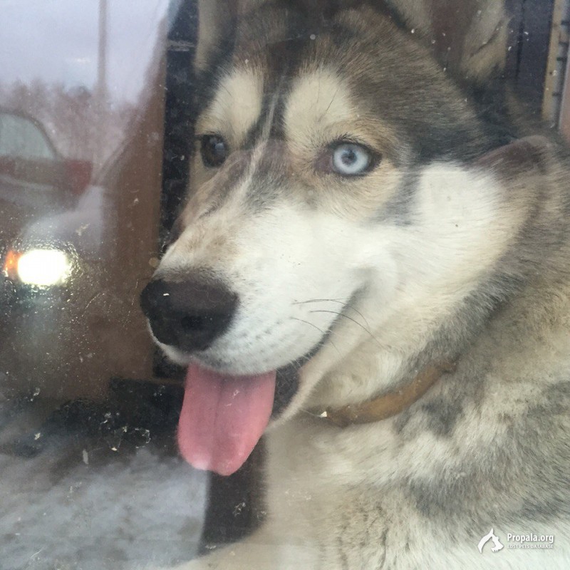 Помогите вернуть Бурана домой!!