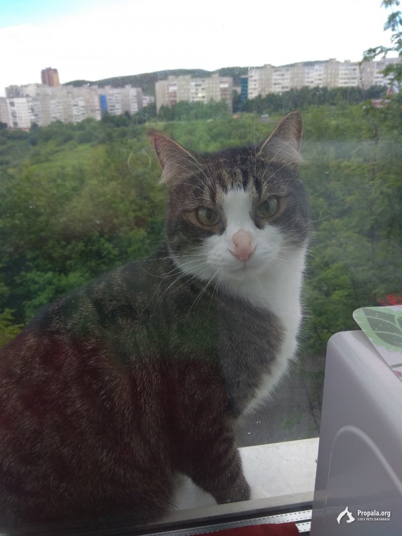ПРОПАЛ КОТ !!! ПОМОГИТЕ