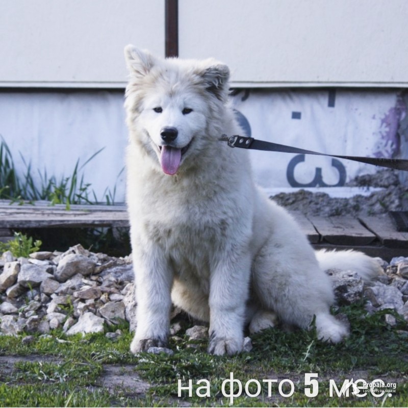 Пропал молодой кабель самоеда