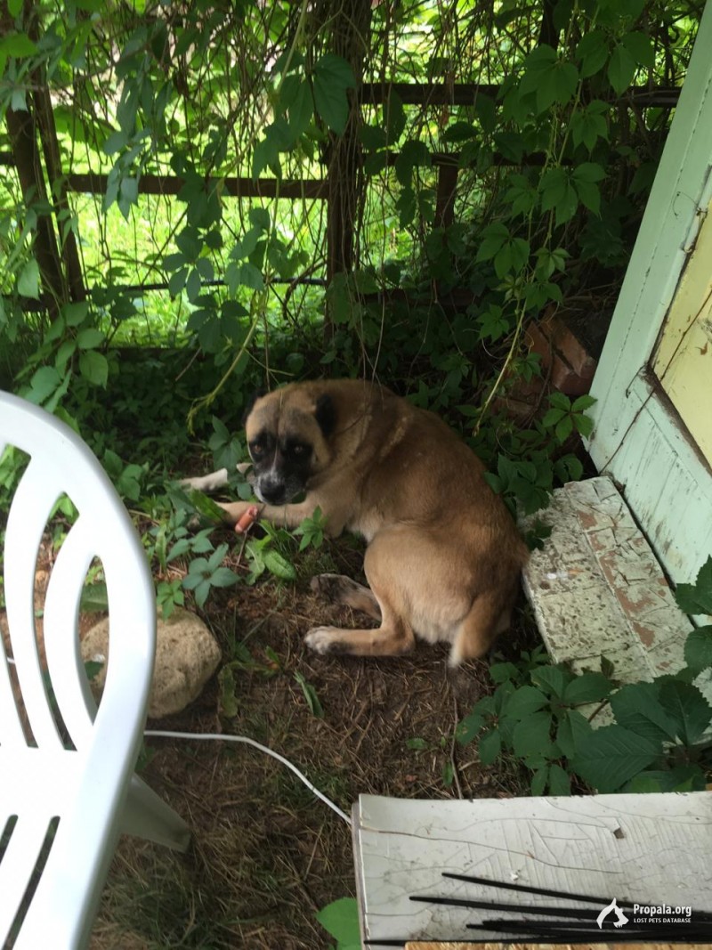 Нашлась собака!!! СНТ им Чебышева