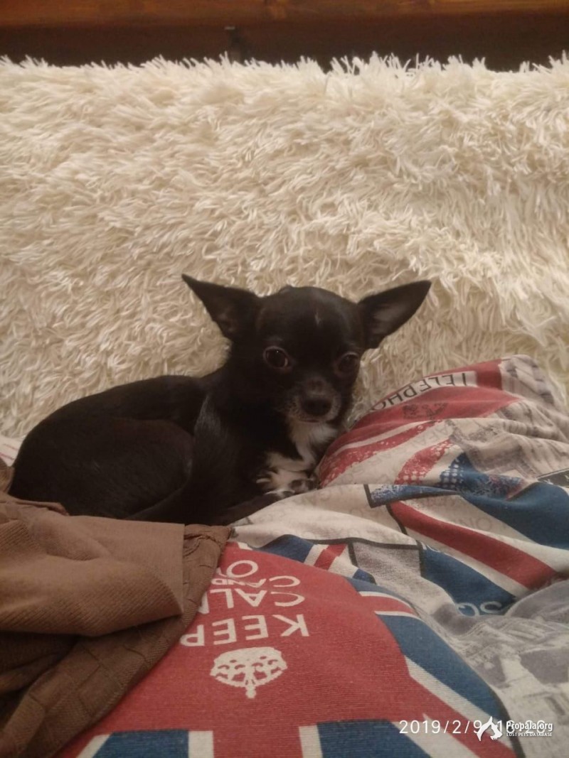 Пропал Чихуахуа