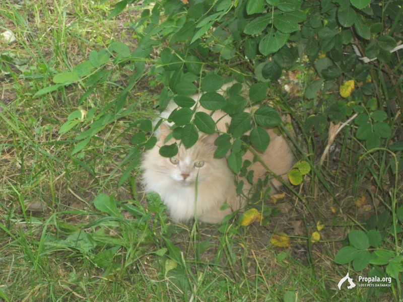 ПРОПАЛ КОТ!