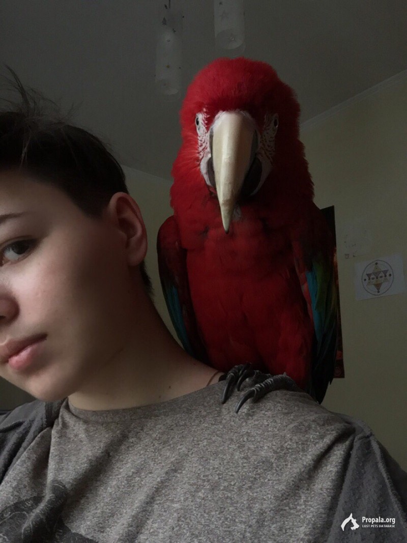 Пропал попугай ара