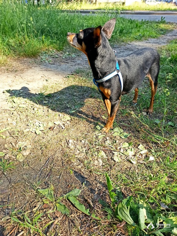 Пропала собака