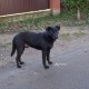 Найдена черная собака