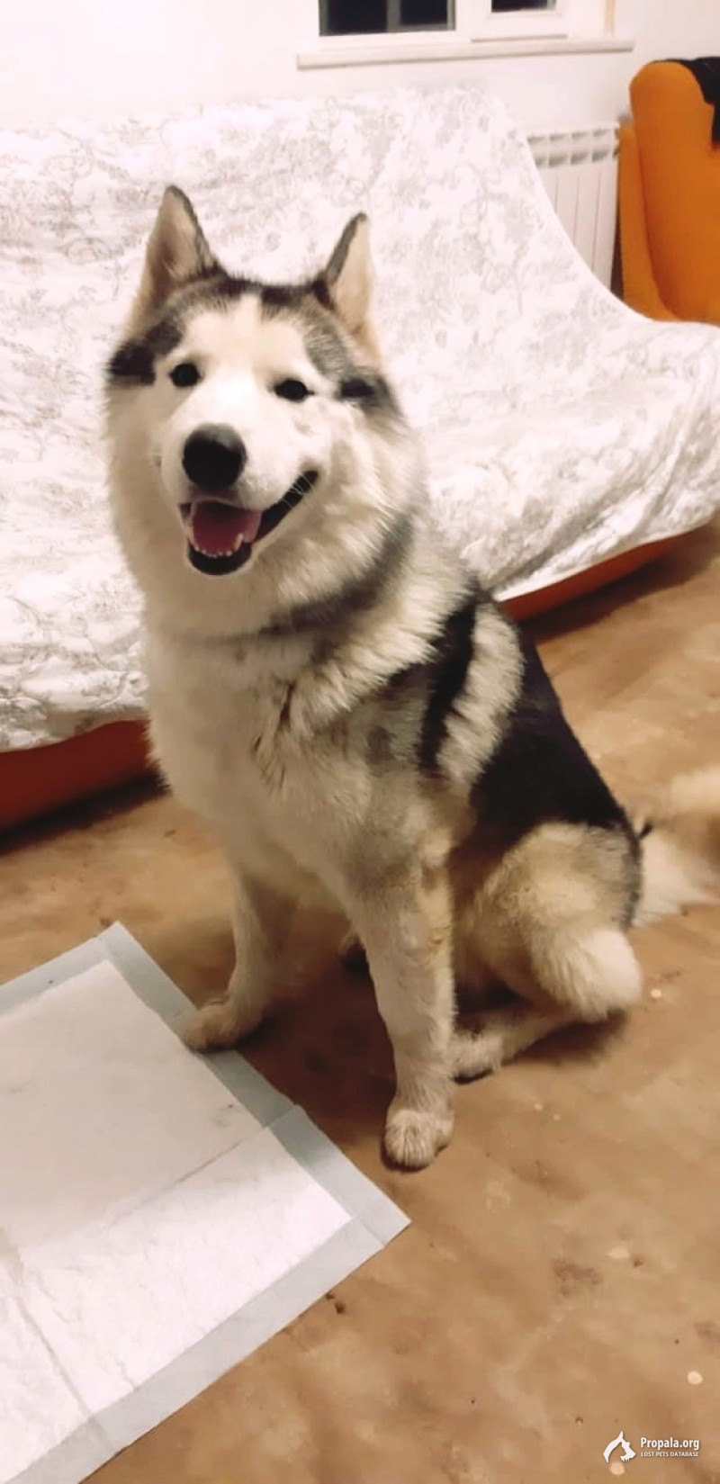 Найдёт кобель Маламута