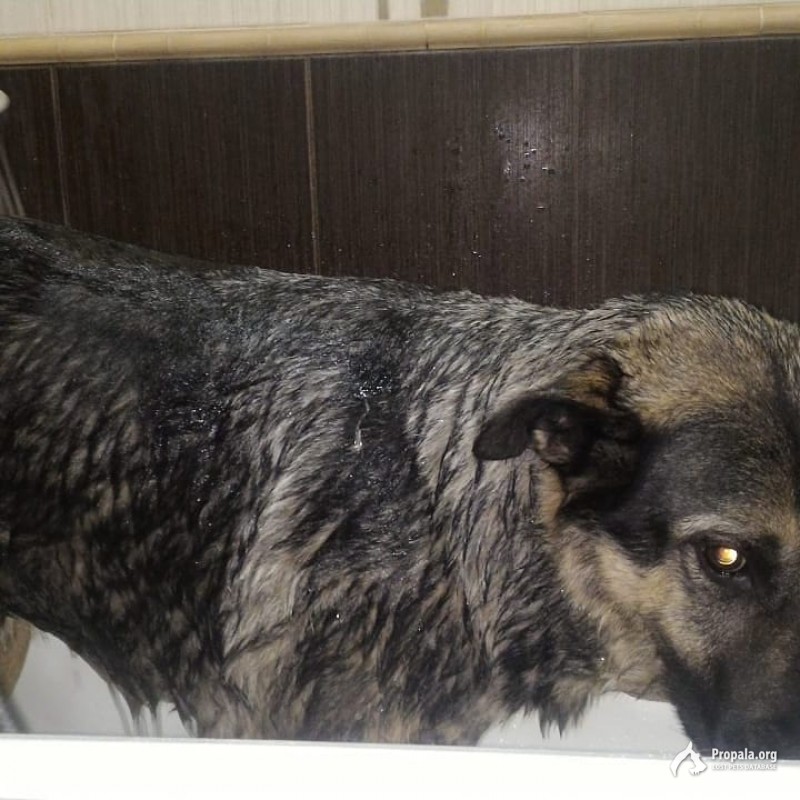 Найдена собака