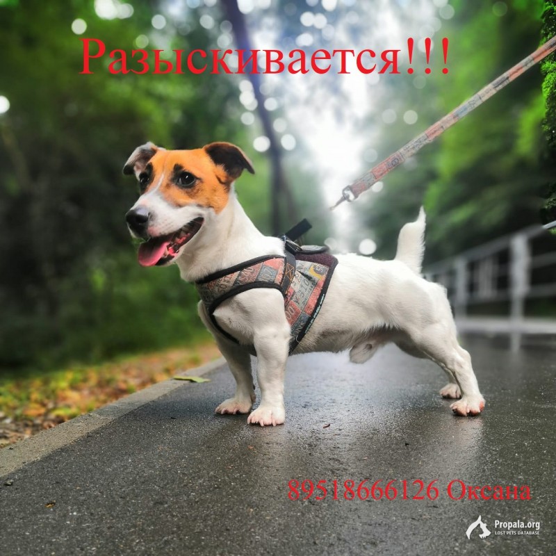 ВНИМАНИЕ!!!! Потерялся Джек Рассел Терьер!!!